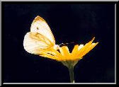 Butterfly 1