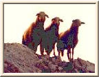 Sheep.