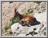 Ibex 1