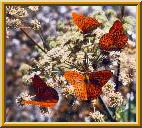 Butterfly 2
