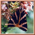 Butterfly 3