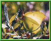 Butterfly 4