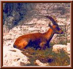 Ibex 2