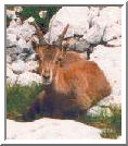 Ibex 3-9