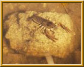 Crab