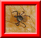 Tick