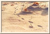 Rabbit's footprints